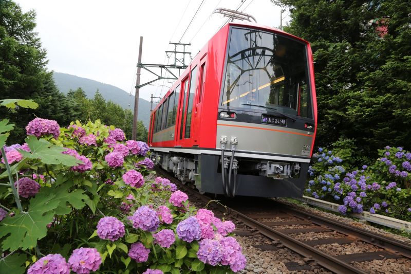 chuyến tàu cẩm tú cầu hakone tozan chuyến tàu cẩm tú cầu hakone tozan